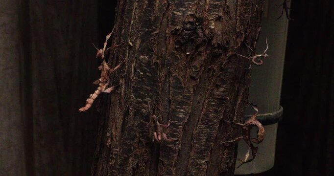 Several leaf insects cling to rough tree bark, perfectly mimicking dead leaves for camouflage. Still, hidden, survival by invisibility, nearly impossible to see.