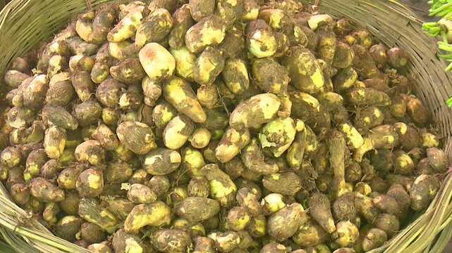 Freshly harvested taro roots displayed for sale in a rural market