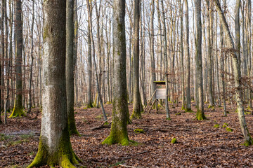 Mirador dans une forêt