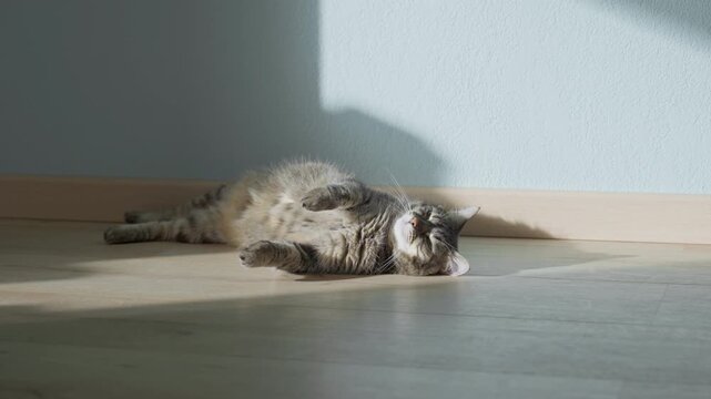 female cat rest in sunny room, slow motion video