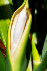Close-up shot of a philodendron flower, also known as tiger hand, Adam's rib, or monstera.