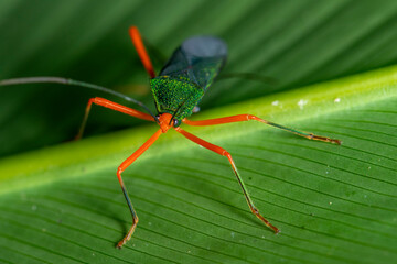 Vivid green and orange leaf-footed bug on tropical rainforest leaf