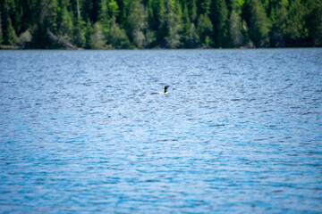 Naklejka premium Loon floating on a lake