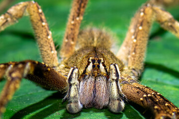 Large brown banana spider resting on tropical rainforest leaf