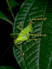 Spiny armored katydid Panacanthus cuspidatus on tropical rainforest leaf