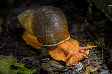 Amazonian giant land snail crawling on damp rainforest floor