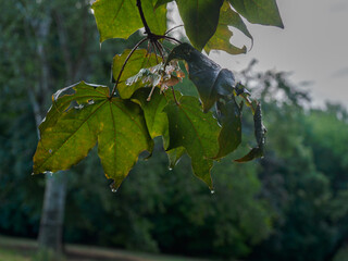 green leaves in the sun after the rain