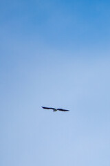 Obraz premium Osprey flying away into a blue sky