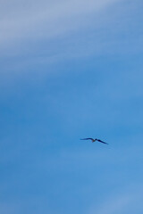 Osprey flying away into a blue sky