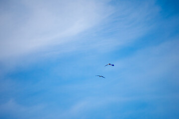 Fototapeta premium Osprey flying away into a blue sky