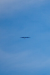 Obraz premium Osprey flying away into a blue sky