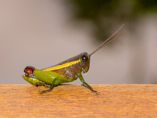 Vivid green grasshopper nymph with red eyes perched on wooden surface