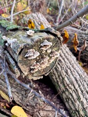 tree stump with turkey tail mushrooms 
