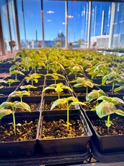 seedlings in a greenhouse