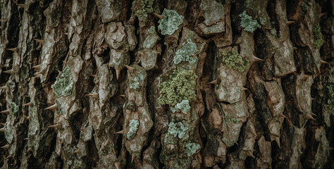 Thorny tree bark covered in moss and lichen close up view