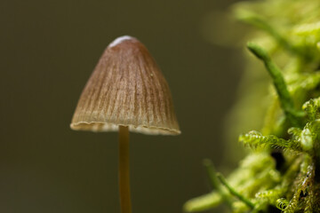 kapelusz grzyba © Pawe