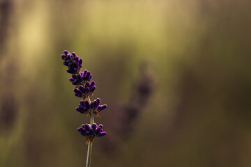Lawenda zielone tło