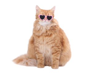 Funny orange cat wearing pink heart sunglasses, isolated PNG on transparent background, cute Valentine’s Day clipart for cards, posters, and digital design projects.