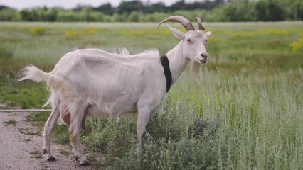 Milk white goat chews green grass in the field, full udder with milk, food for little kids, livestock raising on the farm, farming, walking pets on the ranch, healthy goat concept.