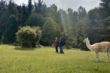 Two elderly women walk through the countryside with a llama in the grass.