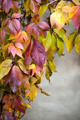 Autumn background, branches with bright autumn leaves of wild grapes on the wall background