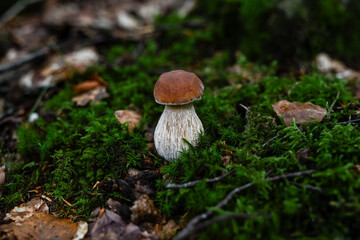 Steinpilz im Moos – wilder Heilpilz im schwedischen Wald
