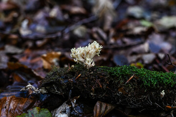 Weißer Korallenpilz auf Moos und Laub im Wald