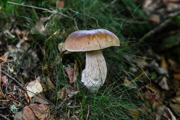 Steinpilz im Wald zwischen Gras und Laub