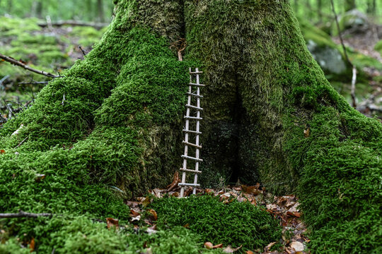 Geheimnisvolle mini Leiter am Baum im M&auml;rchenwald der Elfen und Feen