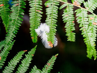 young fern leaf and feather