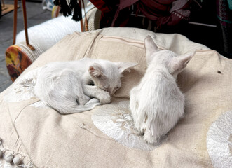 Two stray white kittens resting on a cushion at a street market. Concept of homeless animals and urban life.