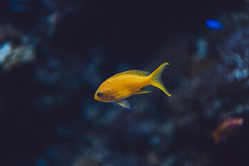 Pseudanthias squamipinnis, Sea Goldie, Monaco, French Riviera, France
