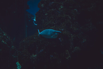Obraz premium Bluespine Unicornfish, Naso unicornis, Monaco, French Riviera, France