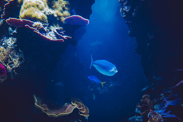 Fototapeta premium Aquarium, Monaco, French Riviera, France