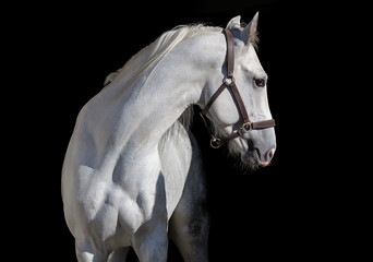 White horse. Black background. Portrait. Close-up. A thoroughbred horse of the Oryol Trotter breed. Harness racing. Trotting horse race