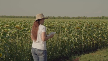 the farmer walks in the field with sunflowers, farming, analyzing and researching study of sunflower seeds, the working man is owner of the field, quality ecological production farm, control land