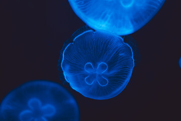 Aurelia aurita, Moon jellyfish,, Monaco, French Riviera, France