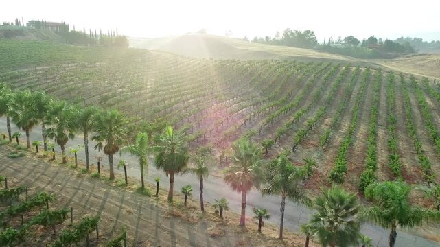 Aerial Drone Flight View Over Lush Grape Vineyard Countryside of Temecula, California.