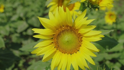 Agriculture. yellow sunflower flower close-up field. seed growing farm. vegetable oil production technology. farming concept. sunflower cultivation agriculture. summer harvest sunflowers countryside.