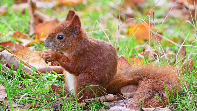Curious squirrel nibbling nut in autumn forest with fallen leaves