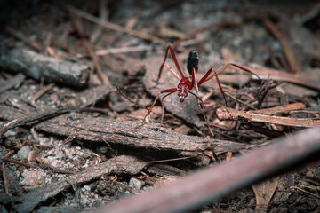 ant on the ground