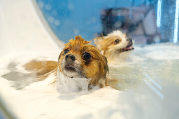 Pomeranian dogs waiting in a special tub for an ozone therapy session to make both their fur and...