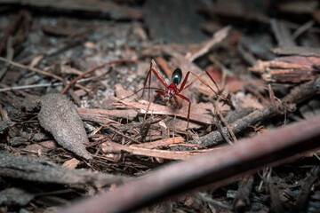 ants on the ground