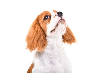 Portrait of a cute Cavalier King Charles Spaniel puppy isolated on white background