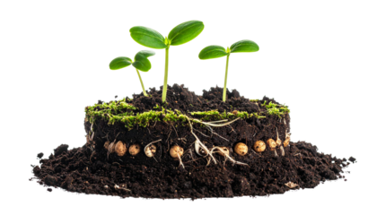 Young seedlings growing in soil with roots and moss