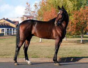Horse. A thoroughbred horse of the Oryol Trotter breed. Harness racing. Trotting horse race. Side view. In full growth. Autumn background