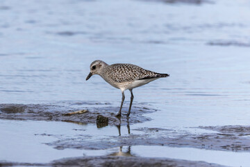 干潟で餌を探すダイゼン