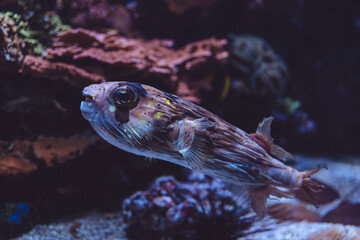 Porcupine Puffer Fish, Diodon holocanthus, Monaco, French Riviera, France