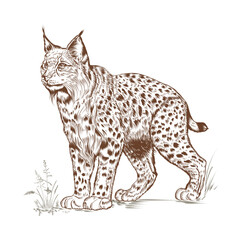 Hand drawn vector lynx in detailed vintage style