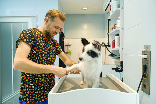 At a pet grooming salon, a middle-aged male groomer is drying the fur of an adorable Border Collie dog with a blow dryer